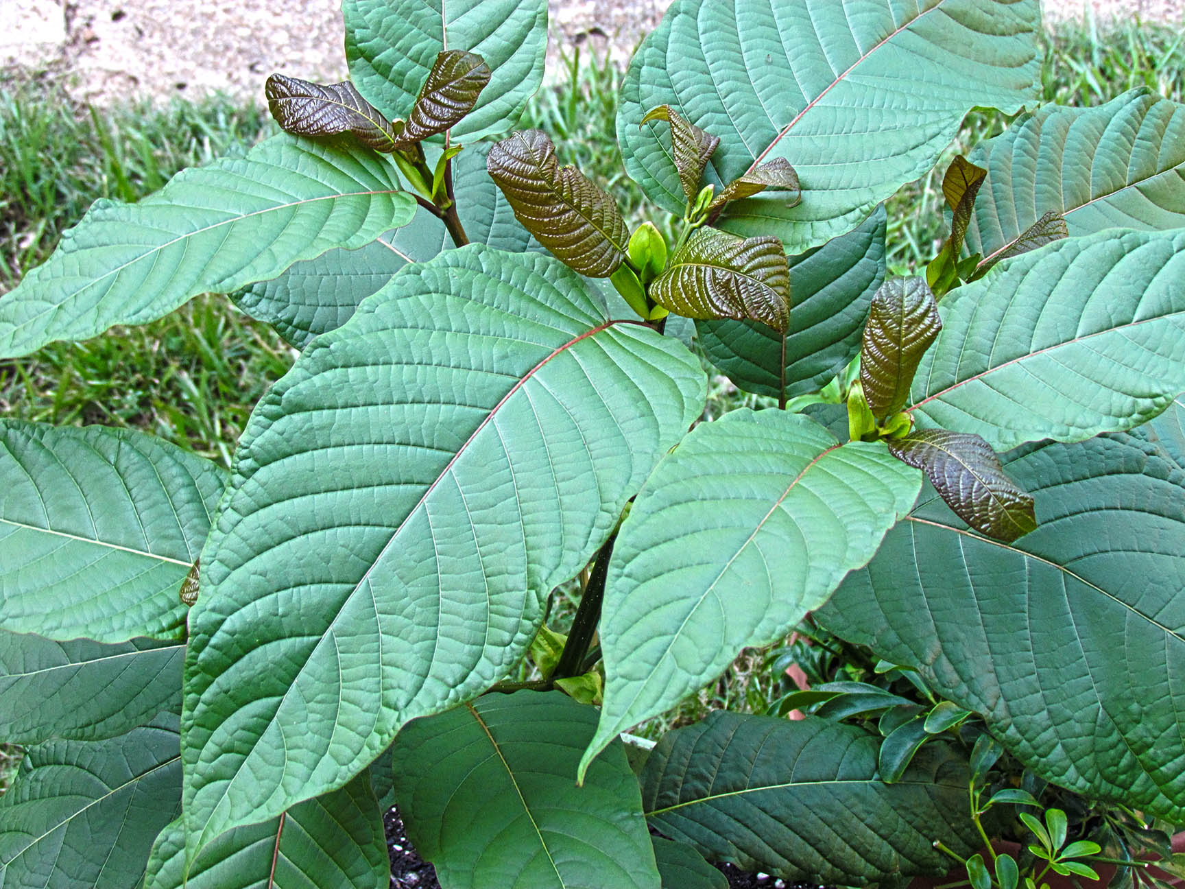Kratom_tree2